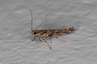 Anatrachyntis badia