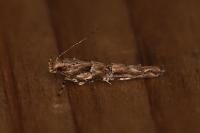 Anatrachyntis badia
