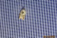 Acleris variegana