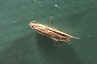 Pyroderces argyrogrammos