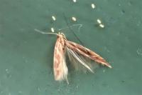 Pyroderces argyrogrammos