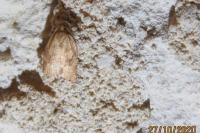 Acleris rhombana