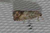 Cydia splendana