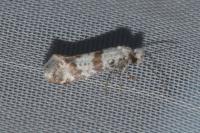 Scythropia crataegella
