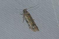 Psoricoptera gibbosella