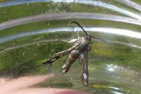 Pyropteron affine