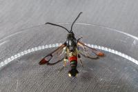 Synanthedon formicaeformis