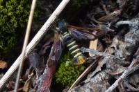 Pennisetia hylaeiformis
