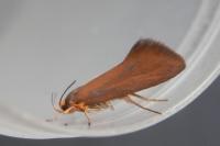 Crassa unitella