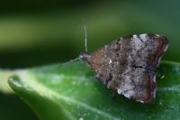Choreutis pariana