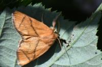 Apoda limacodes