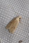 Agonopterix nervosa