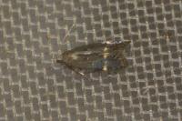 Aproaerema patruella