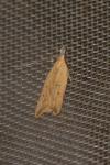 Dichomeris limosella