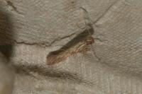 Metzneria neuropterella