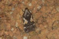 Teleiodes luculella