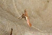 Caloptilia stigmatella