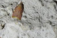 Carcina quercana