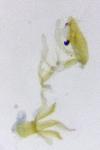 Aproaerema patruella