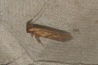 Metzneria neuropterella