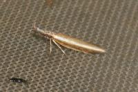Pleurota aristella