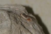 Ancylis unculana