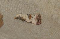 Neocochylis hybridella