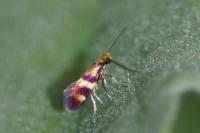 Micropterix aglaella