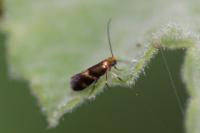 Micropterix aglaella