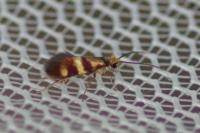 Micropterix aglaella