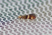Micropterix aglaella