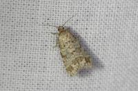 Isotrias stramentana