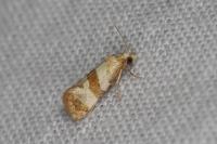 Phalonidia contractana