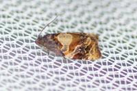 Ditula angustiorana