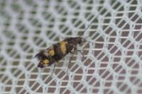 Chrysoesthia sexguttella