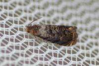 Grapholita janthinana