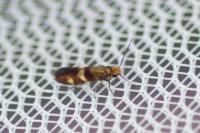 Micropterix aglaella