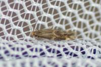 Oinophila v-flavum
