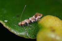 Phyllonorycter trifasciella