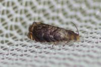 Grapholita janthinana