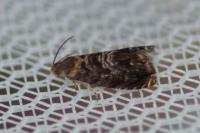 Grapholita janthinana