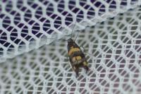 Chrysoesthia sexguttella