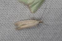 Pleurota ericella