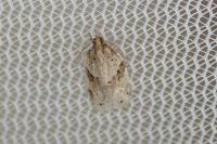 Clepsis spectrana