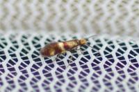 Micropterix aglaella