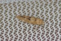 Mompha epilobiella
