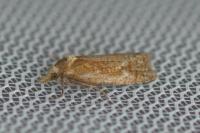 Phtheochroa inopiana