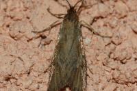 Diurnea lipsiella
