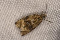 Celypha lacunana