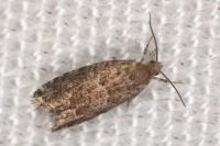 Epinotia nanana